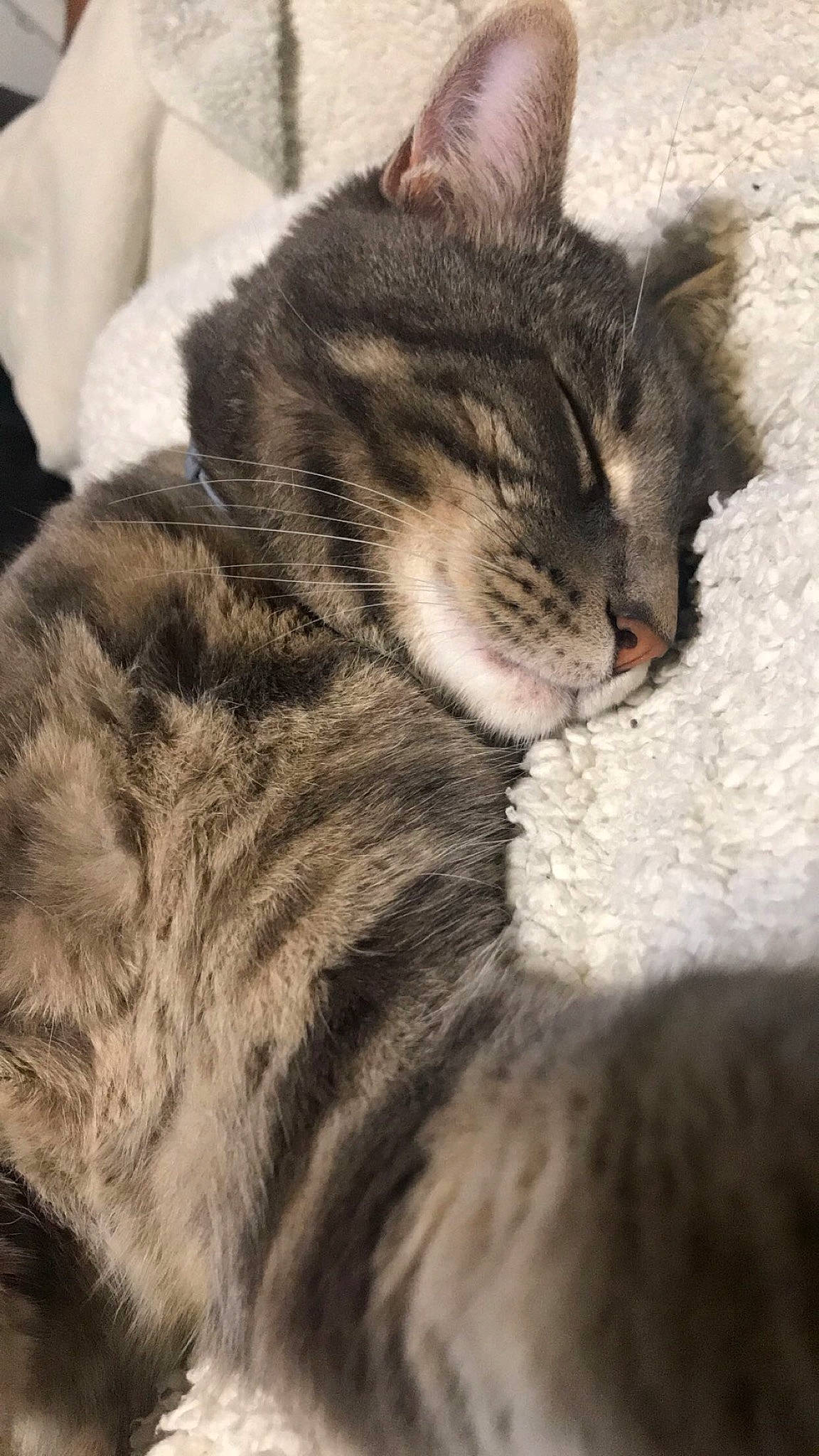 Mitaine participe au concours pour gagner de l'argent avec cette photo : aegean_cat, american_shorthair, american_wirehair, asian, carnivore, cat, domestic_short_haired_cat, dragon_li, european_shorthair, felidae, fur, kitten, mammal, nap, norwegian_forest_cat, paw, small_to_medium_sized_cats, snout, tabby_cat, whiskers