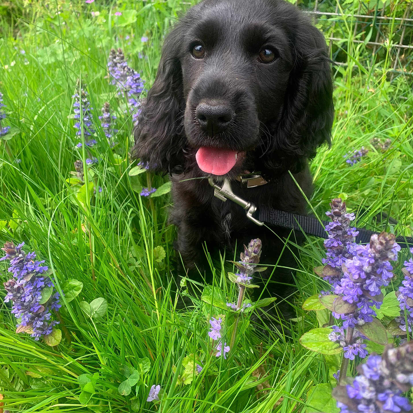 Aïka participe au concours pour gagner de l'argent avec cette photo : animal, canine, cockerspaniel, dog, field, flower, geranium, grass, grassland, herbal, herbs, iris, lupin, nature, outdoors, pet, plant, puppy, purple, vegetation