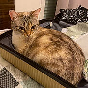 Dolce a rejoint le concours — aidez-le/la à gagner de superbes lots ! cat, feline, pet, suitcase, bed, blanket, indoor, curtains, window, clothing, pattern, domestic, resting, fur, whiskers, ears, looking, cozy, animal, relaxed
