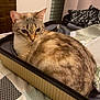 cat, feline, pet, suitcase, bed, blanket, indoor, curtains, window, clothing, pattern, domestic, resting, fur, whiskers, ears, looking, cozy, animal, relaxed