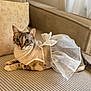 Dolce a rejoint le concours — aidez-le/la à gagner de superbes lots ! cat, pet, animal, feline, dress, white_dress, bow, couch, striped_couch, indoor, furniture, pillow, beige, relaxed, cute, eyes, whiskers, fur, sitting, portrait