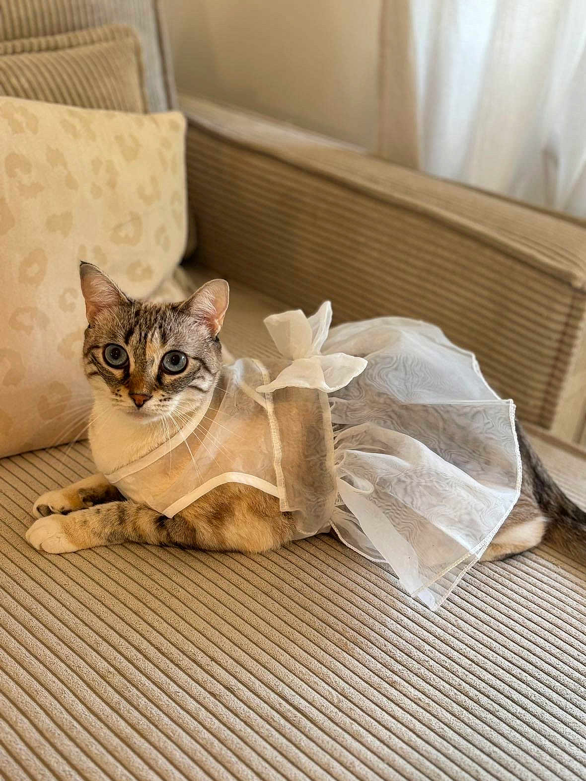 Dolce a rejoint le concours — aidez-le/la à gagner de superbes lots ! cat, pet, animal, feline, dress, white_dress, bow, couch, striped_couch, indoor, furniture, pillow, beige, relaxed, cute, eyes, whiskers, fur, sitting, portrait