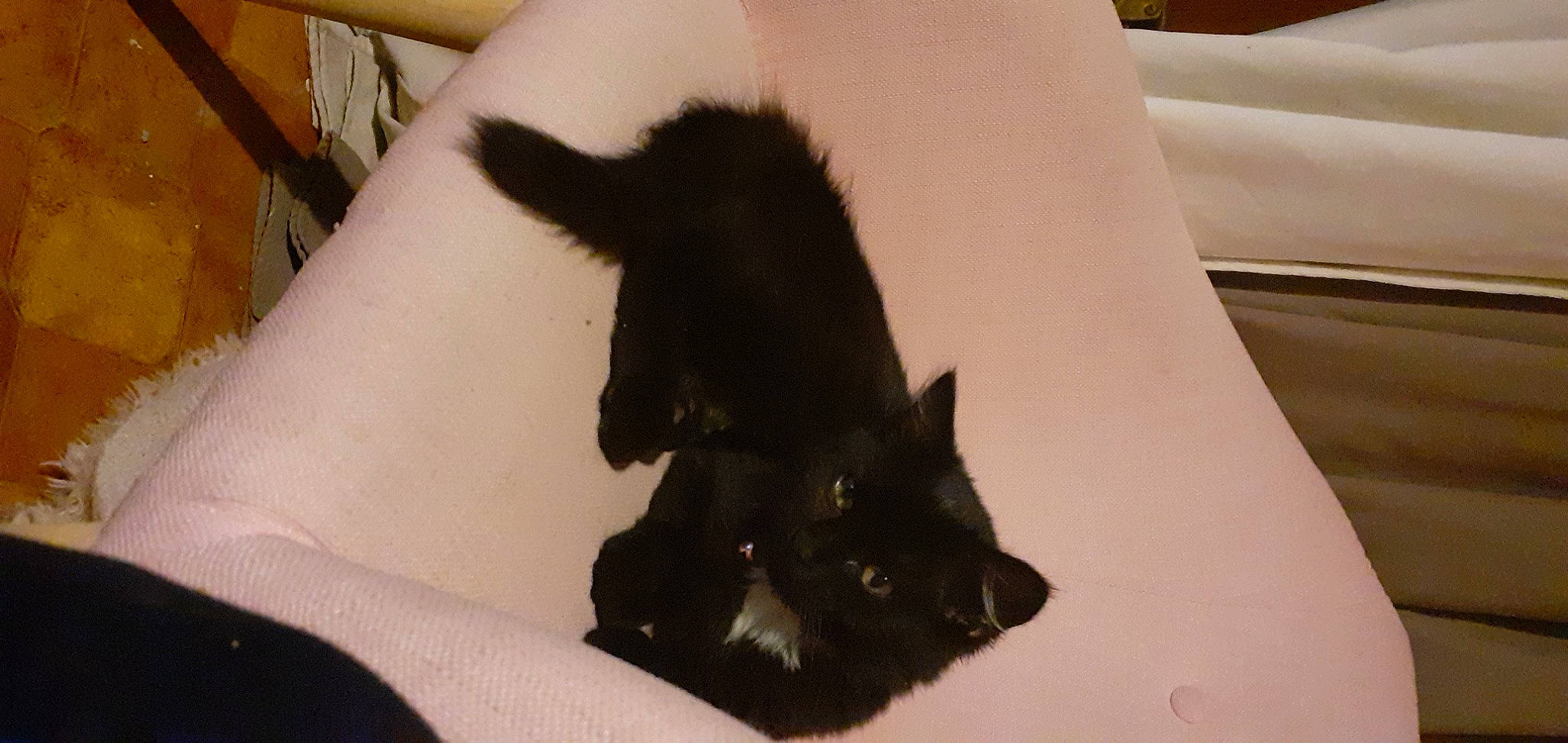 Wonder participe au concours pour gagner de l'argent avec cette photo : black_cat, bombay, canidae, carnivore, cat, claw, comfort, dog_breed, domestic_short_haired_cat, felidae, fur, hardwood, linens, mammal, paw, room, small_to_medium_sized_cats, snout, tail, whiskers