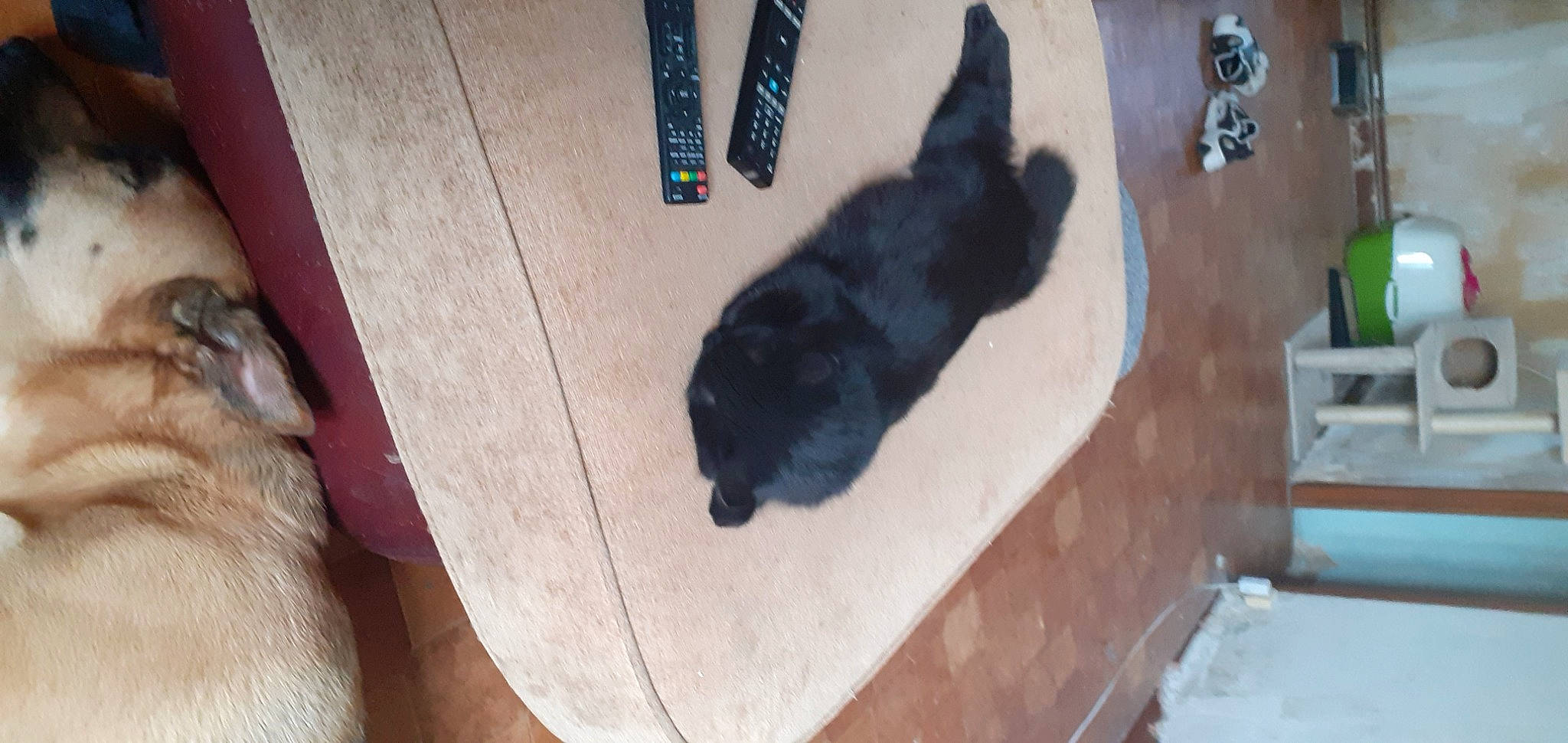 Wonder a rejoint le concours — aidez-le/la à gagner de superbes lots ! american_black_bear, bear, canidae, companion_dog, dog_breed, flooring, fur, hardwood, non_sporting_group, small_to_medium_sized_cats, sporting_group, tail, terrestrial_animal, wood