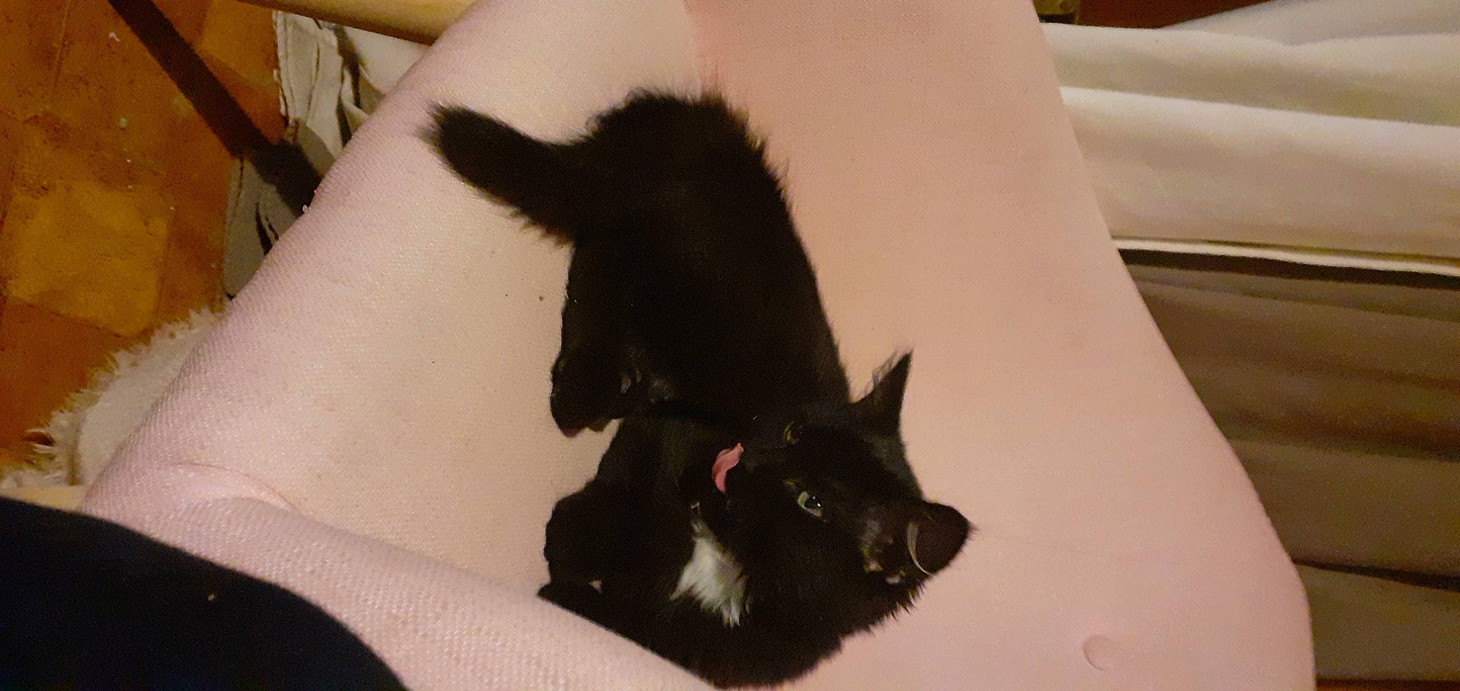 Wonder participe au concours pour gagner de l'argent avec cette photo : black_cat, bombay, canidae, carnivore, cat, claw, comfort, dog_breed, domestic_short_haired_cat, felidae, flooring, fur, gesture, hardwood, paw, room, small_to_medium_sized_cats, snout, tail, whiskers