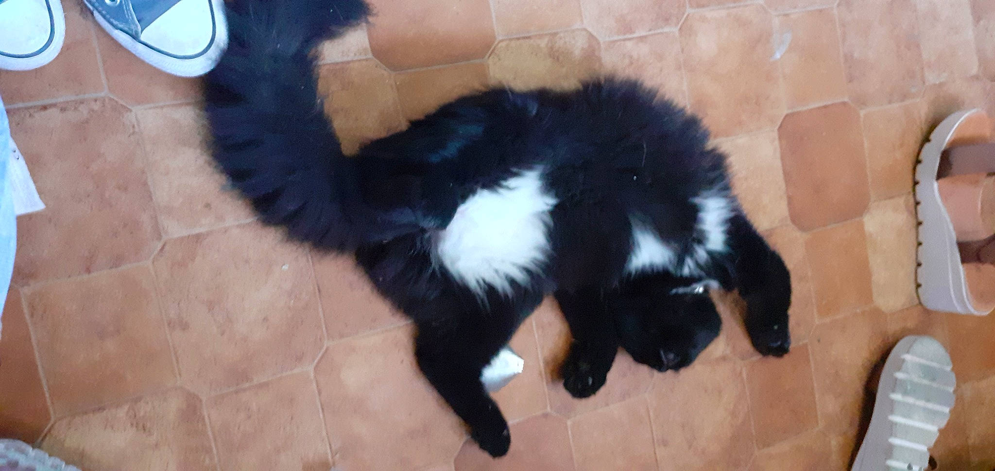 Wonder a rejoint le concours — aidez-le/la à gagner de superbes lots ! black_cat, carnivore, cat, claw, comfort, dog_breed, domestic_short_haired_cat, felidae, foot, fur, hair, mammal, paw, small_to_medium_sized_cats, snout, tail, terrestrial_animal, vertebrate, whiskers