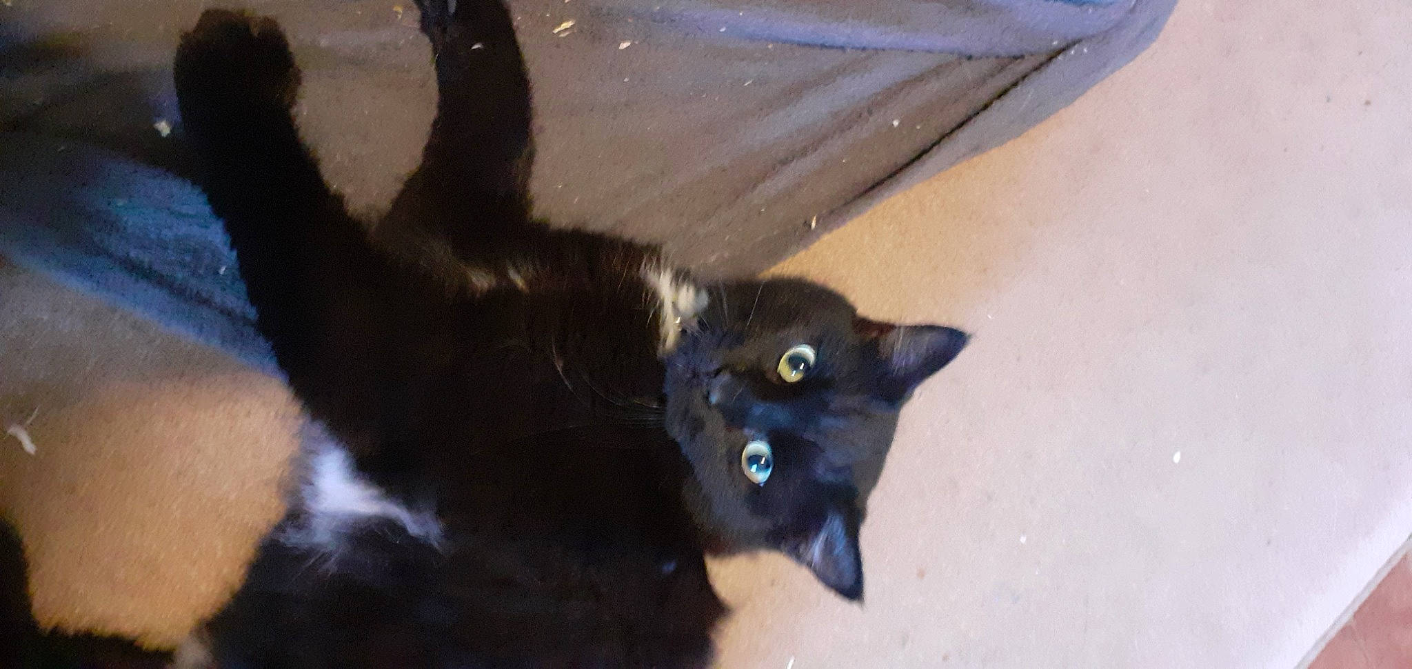 Wonder a rejoint le concours — aidez-le/la à gagner de superbes lots ! black_cat, bombay, carnivore, cat, claw, domestic_short_haired_cat, felidae, fur, paw, small_to_medium_sized_cats, snout, tail, terrestrial_animal, whiskers