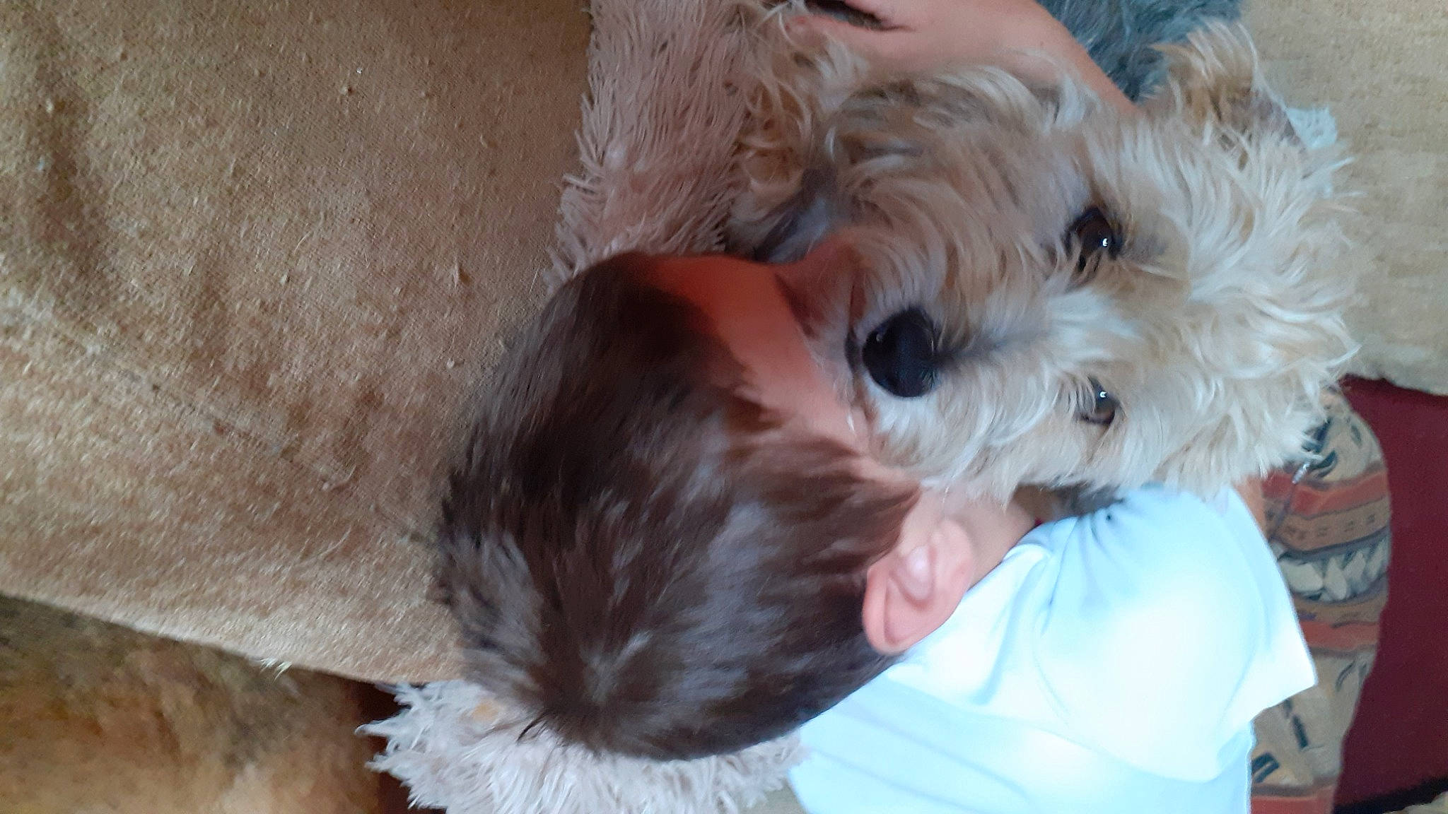 Hercule participe au concours pour gagner de l'argent avec cette photo : canidae, carnivore, comfort, companion_dog, dog, dog_breed, dog_supply, fur, labradoodle, poodle_crossbreed, puppy_love, shih_poo, small_terrier, snout, sporting_group, terrier, toy, toy_dog, working_animal, yorkipoo