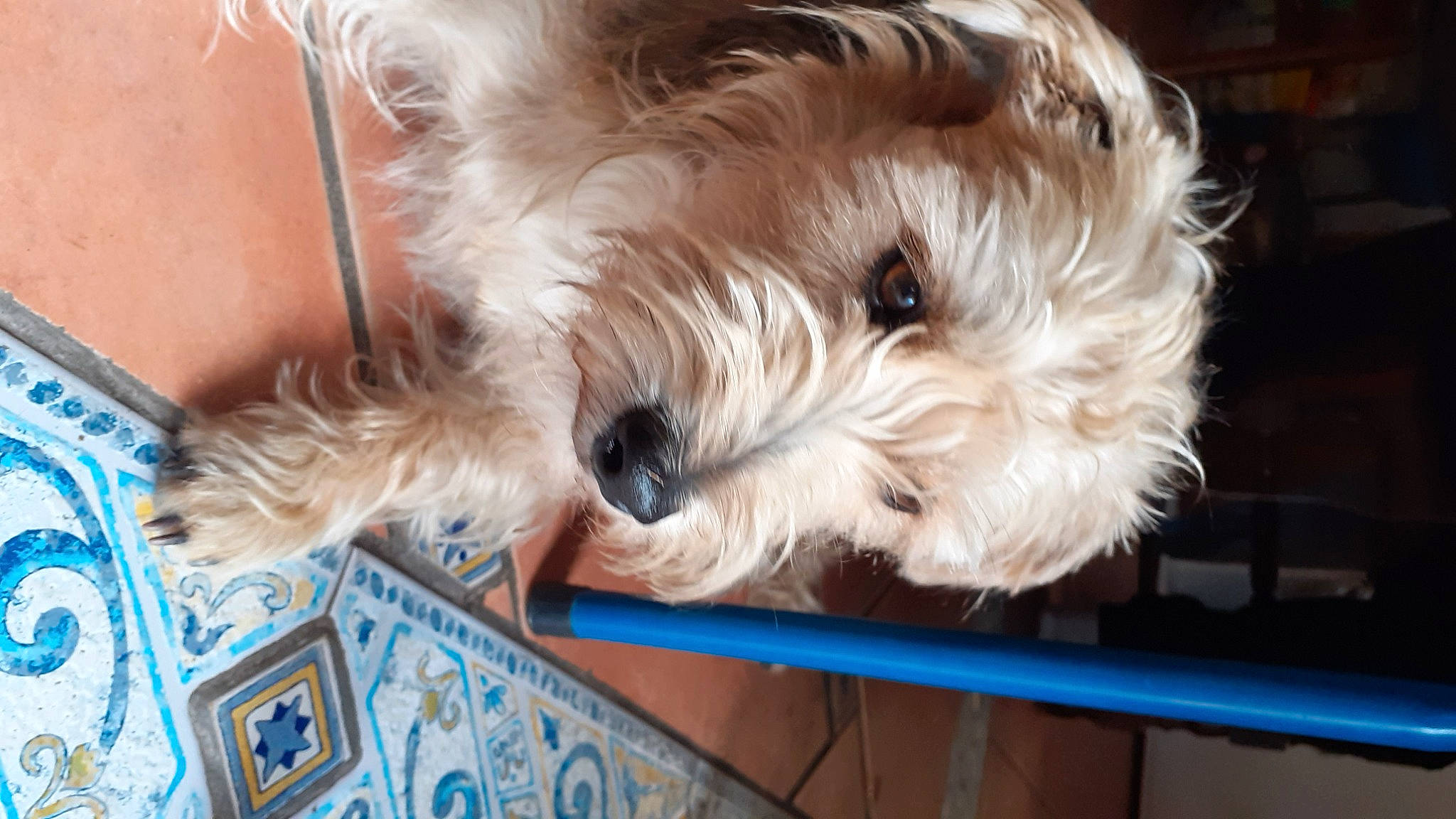 Hercule a rejoint le concours — aidez-le/la à gagner de superbes lots ! biewer_terrier, canidae, carnivore, companion_dog, dog, dog_breed, flooring, fur, maltepoo, non_sporting_group, poodle_crossbreed, puppy, shih_poo, small_terrier, snout, sporting_group, terrier, toy_dog, working_animal, yorkipoo