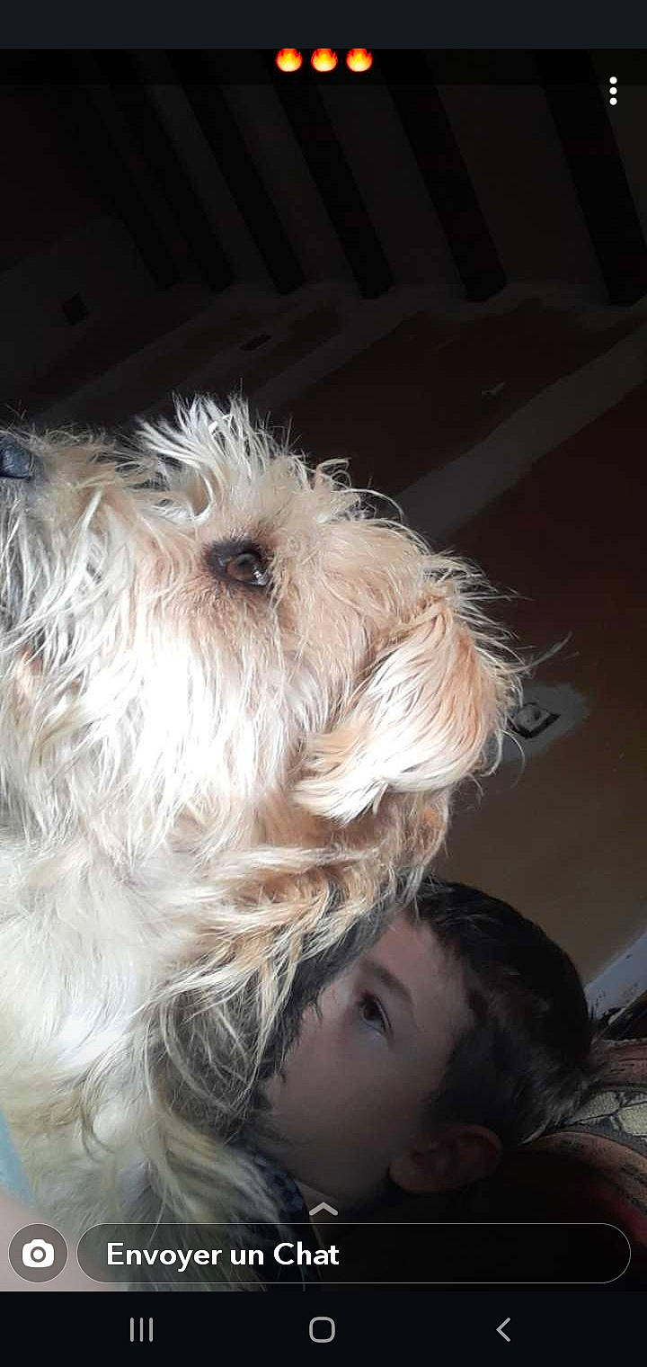 Hercule participe au concours pour gagner de l'argent avec cette photo : canidae, carnivore, cockapoo, companion_dog, dog, dog_breed, fur, labradoodle, maltepoo, non_sporting_group, poodle_crossbreed, puppy, puppy_love, schnauzer, small_terrier, snout, sporting_group, terrier, toy_dog, working_animal