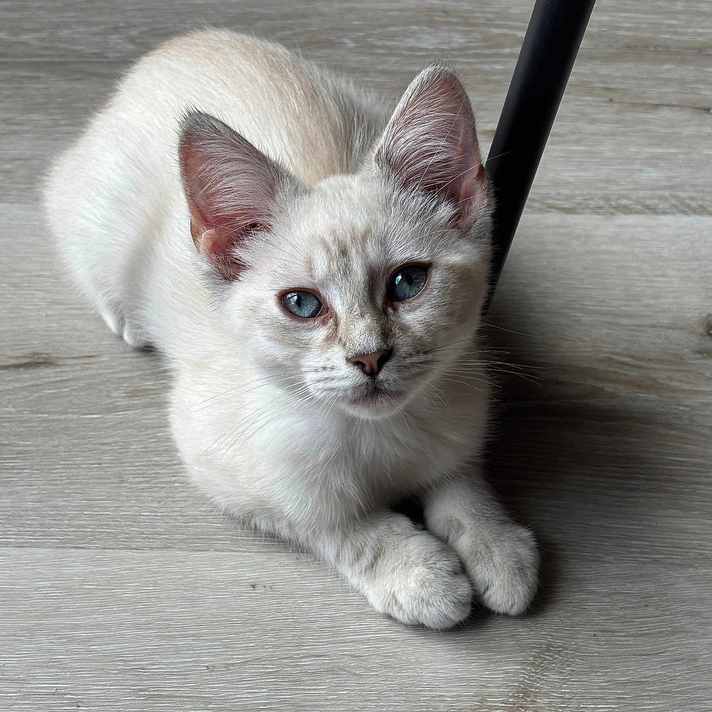 Neige a rejoint le concours — aidez-le/la à gagner de superbes lots ! animal, blue_eyes, cat, cute, domestic_animal, ears, feline, floor, indoor, kitten, light_fur, looking, pet, portrait, relaxed, resting, small_animal, whiskers, wooden_floor, young_animal