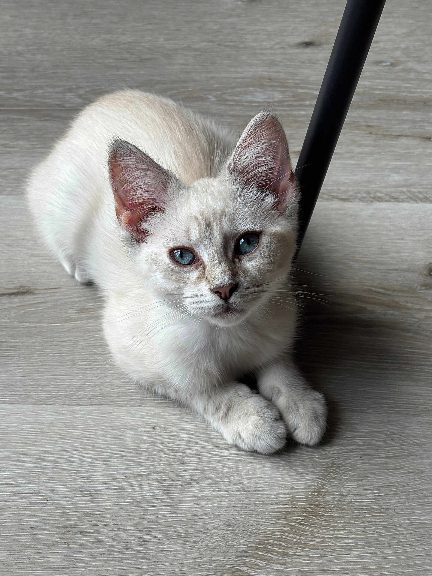 Neige a rejoint le concours — aidez-le/la à gagner de superbes lots ! kitten, cat, blue_eyes, light_fur, indoor, wooden_floor, animal, pet, feline, resting, cute, young_animal, whiskers, ears, floor, domestic_animal, small_animal, portrait, relaxed, looking