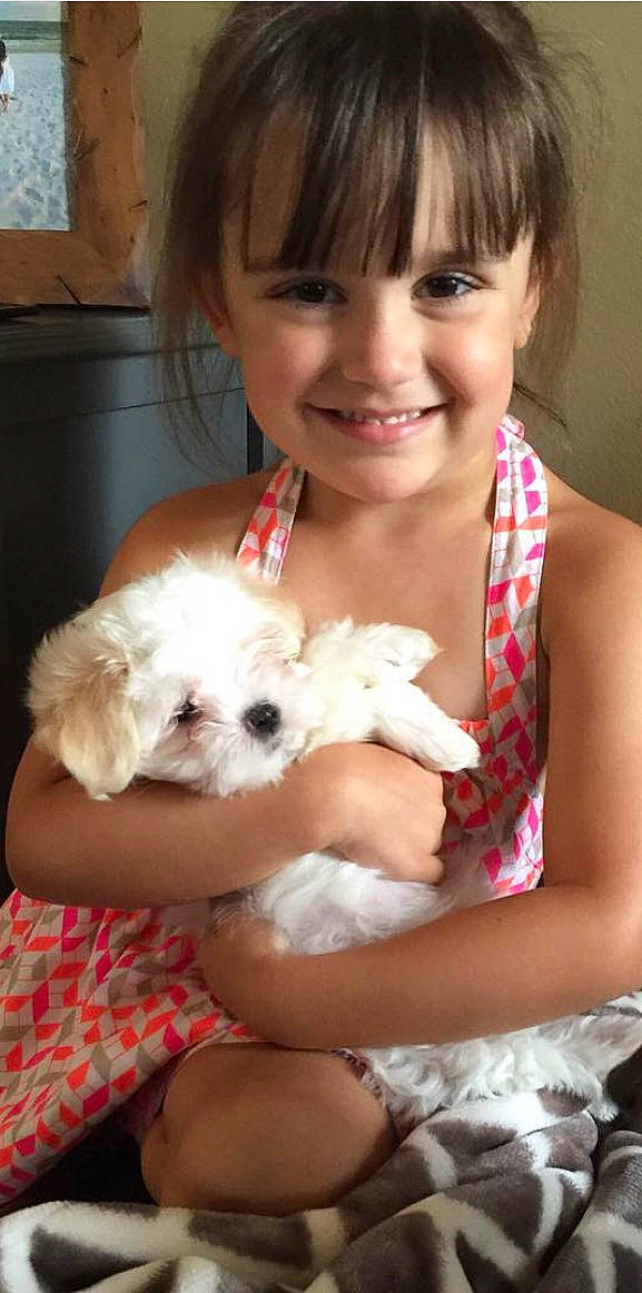 Chip joined the competition — help win amazing prizes! bangs, brown_hair, canidae, carnivore, child, companion_dog, dog, dog_breed, fur, happy, puppy_love, shih_poo, sitting, skin, smile, sporting_group, terrier, toddler, toy_dog, working_animal