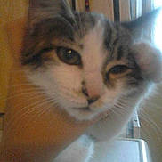 Croquette participe au concours pour gagner de l'argent avec cette photo :