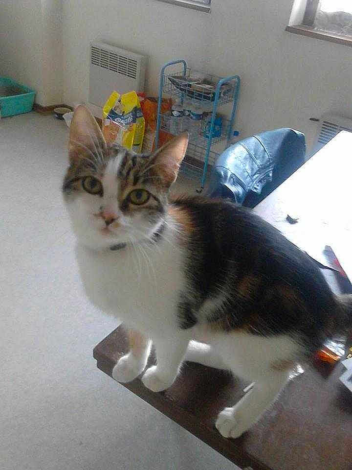Croquette