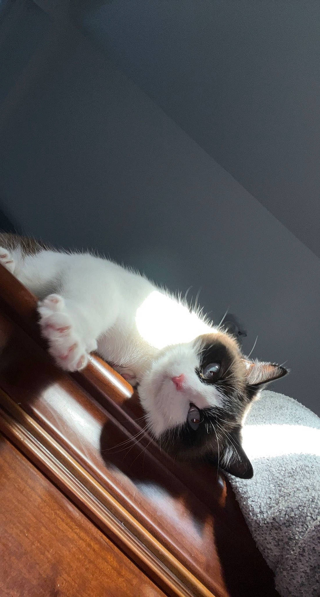 Samba participe au concours pour gagner de l'argent avec cette photo : carnivore, cat, claw, comfort, darkness, domestic_short_haired_cat, felidae, foot, fur, hardwood, musical_instrument, paw, small_to_medium_sized_cats, snout, tail, whiskers, wood