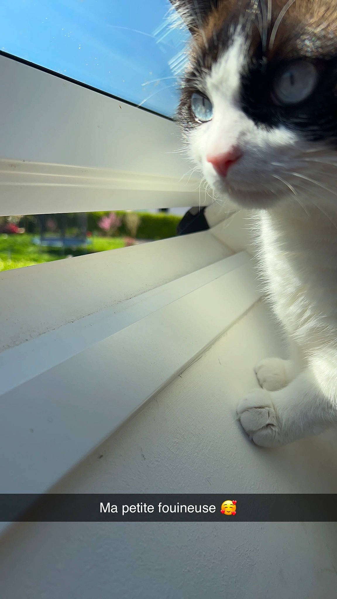 Samba a rejoint le concours — aidez-le/la à gagner de superbes lots ! automotive_exterior, automotive_lighting, automotive_window_part, carnivore, cat, domestic_short_haired_cat, felidae, fur, line, paw, photo_caption, sky, small_to_medium_sized_cats, snout, tail, tints_and_shades, vehicle_door, whiskers, window, windshield