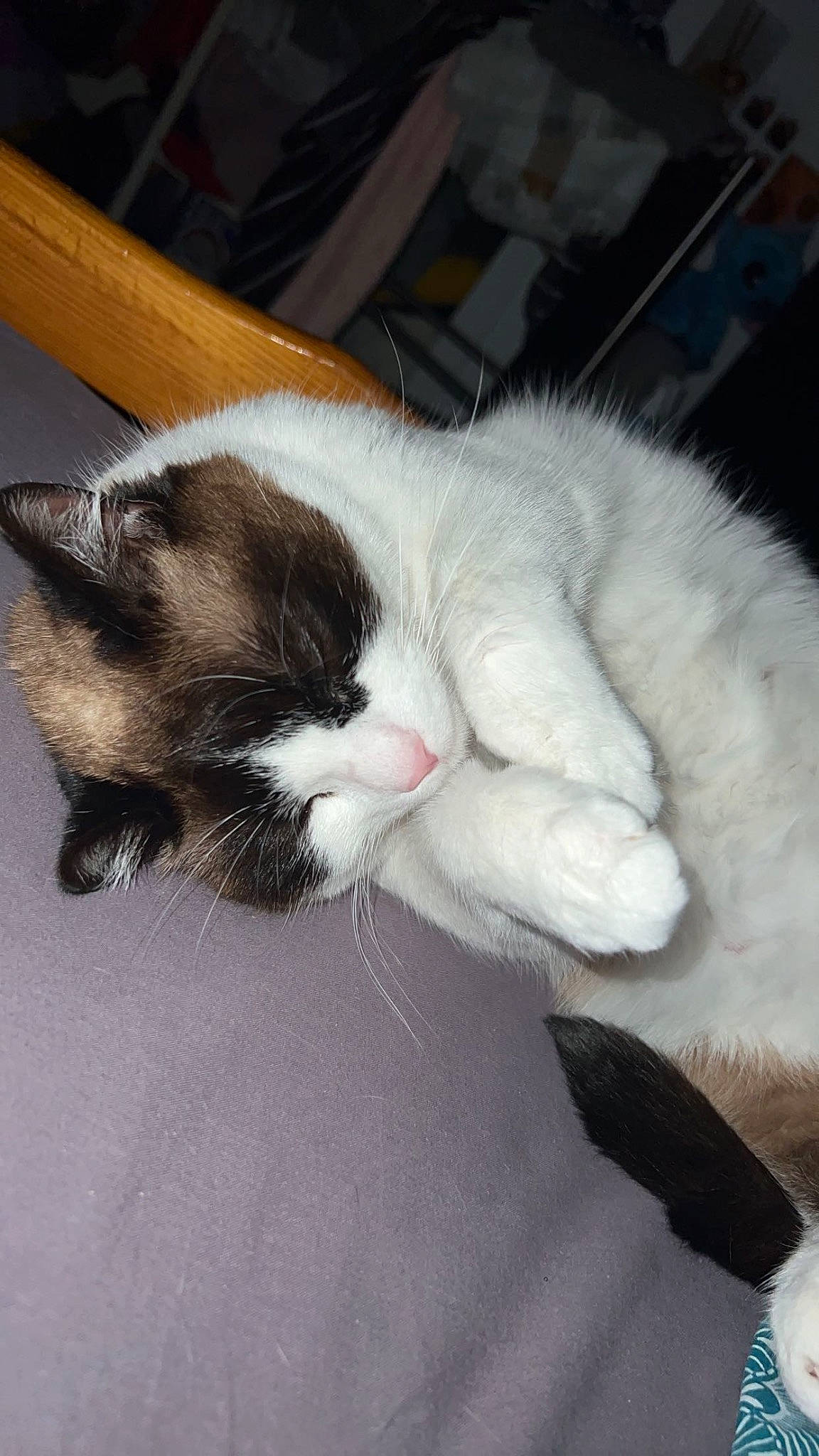 Samba a rejoint le concours — aidez-le/la à gagner de superbes lots ! carnivore, cat, claw, comfort, domestic_short_haired_cat, ear, felidae, fur, nap, paw, sleep, small_to_medium_sized_cats, snout, tail, whiskers