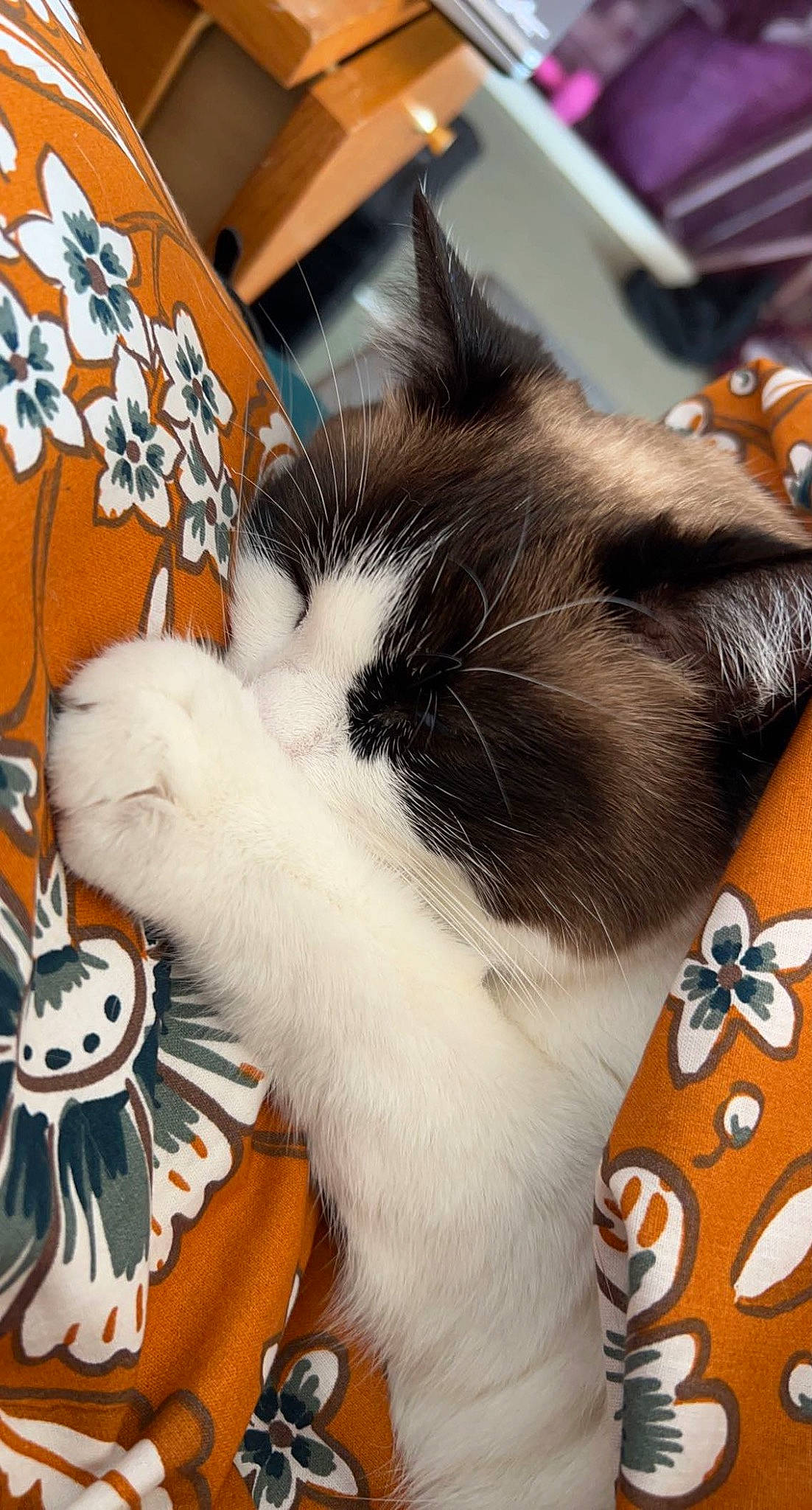 Samba a rejoint le concours — aidez-le/la à gagner de superbes lots ! box, carnivore, cat, claw, comfort, domestic_short_haired_cat, felidae, fur, human_leg, lap, metal, pattern, paw, pet_supply, photo_caption, small_to_medium_sized_cats, square, tail, textile, whiskers