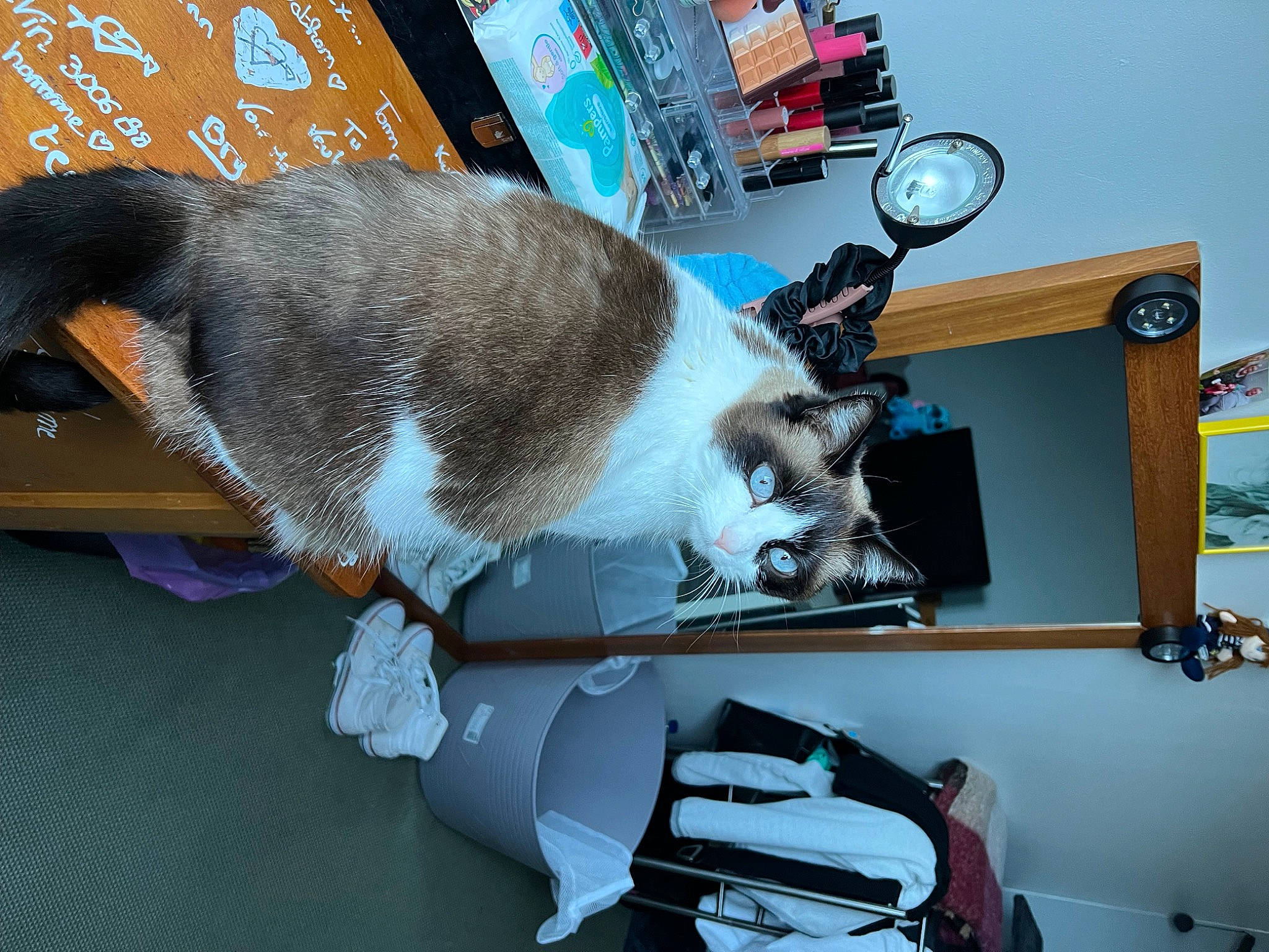 Samba participe au concours pour gagner de l'argent avec cette photo : canidae, carnivore, cat, chair, clock, desk, domestic_short_haired_cat, felidae, flooring, fur, machine, room, shelf, shelving, small_to_medium_sized_cats, snapshot, sporting_group, table, tail, whiskers