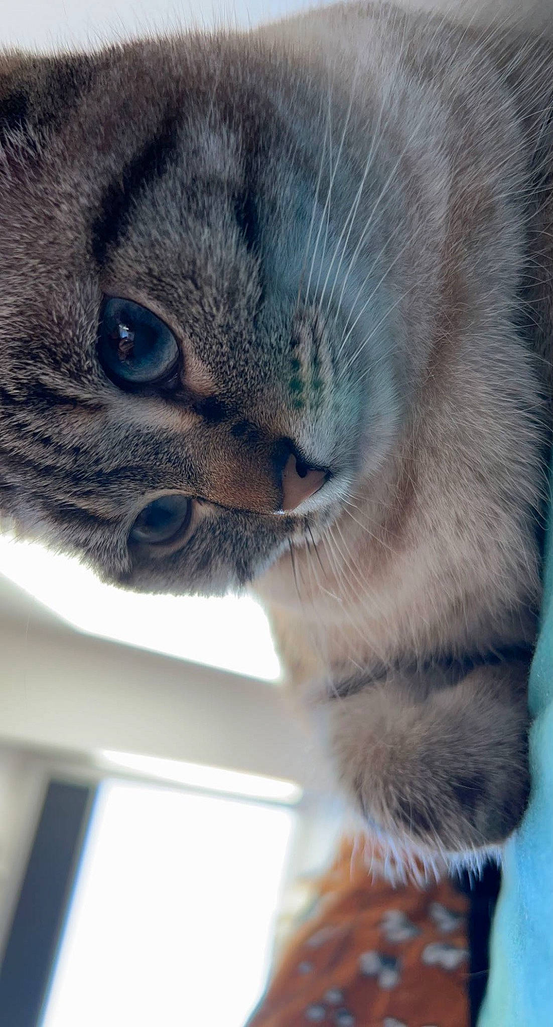 Lya participe au concours pour gagner de l'argent avec cette photo : carnivore, cat, claw, close_up, domestic_short_haired_cat, electric_blue, eye, fawn, felidae, fur, leg, mammal, paw, small_to_medium_sized_cats, snout, tail, terrestrial_animal, vertebrate, whiskers, wildlife