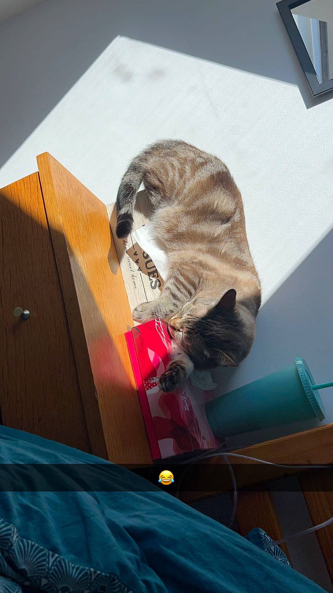 Lya participe au concours pour gagner de l'argent avec cette photo : art, canidae, cardboard, carnivore, cat, comfort, domestic_short_haired_cat, fawn, felidae, flooring, fur, hardwood, paper, paper_product, room, small_to_medium_sized_cats, snout, tail, whiskers, wood