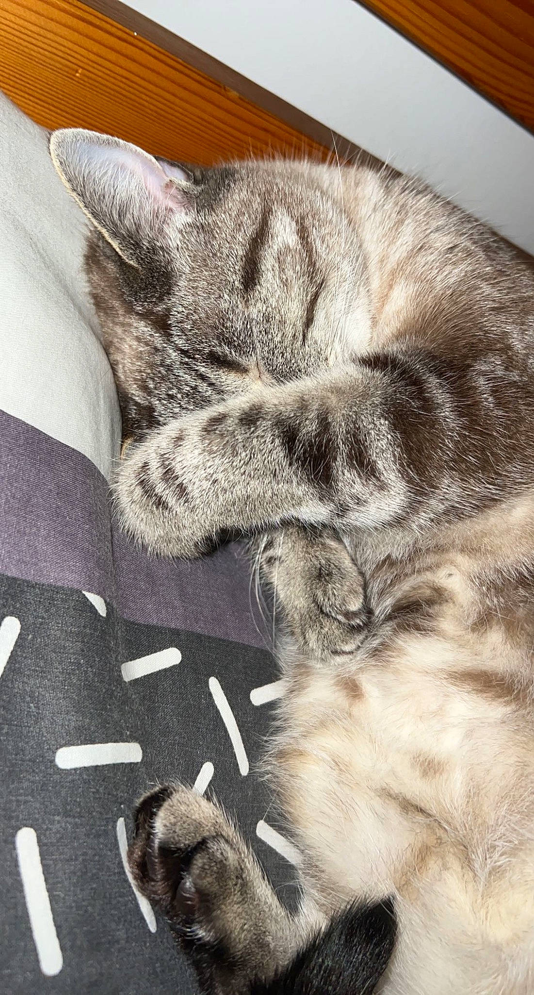 Lya participe au concours pour gagner de l'argent avec cette photo : carnivore, cat, claw, comfort, couch, domestic_short_haired_cat, ear, felidae, fur, grey, monochrome, nap, paw, sleep, small_to_medium_sized_cats, snout, tail, vertebrate, whiskers, wildlife