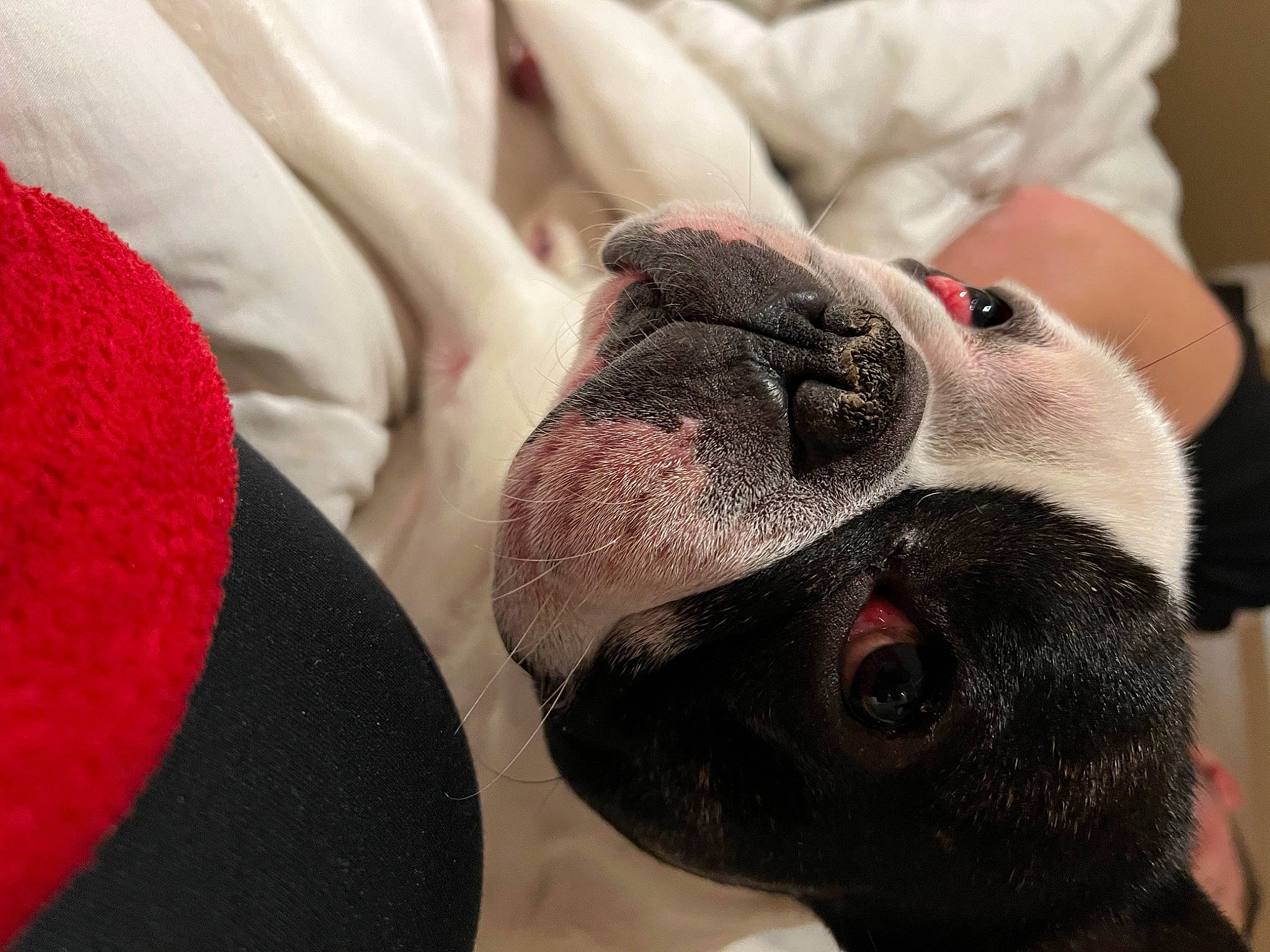 Pooky participe au concours pour gagner de l'argent avec cette photo : boston_terrier, bulldog, canidae, carmine, carnivore, comfort, companion_dog, dog, dog_breed, ear, fawn, fur, nail, paw, snout, sporting_group, toy_dog, whiskers, working_animal, wrinkle