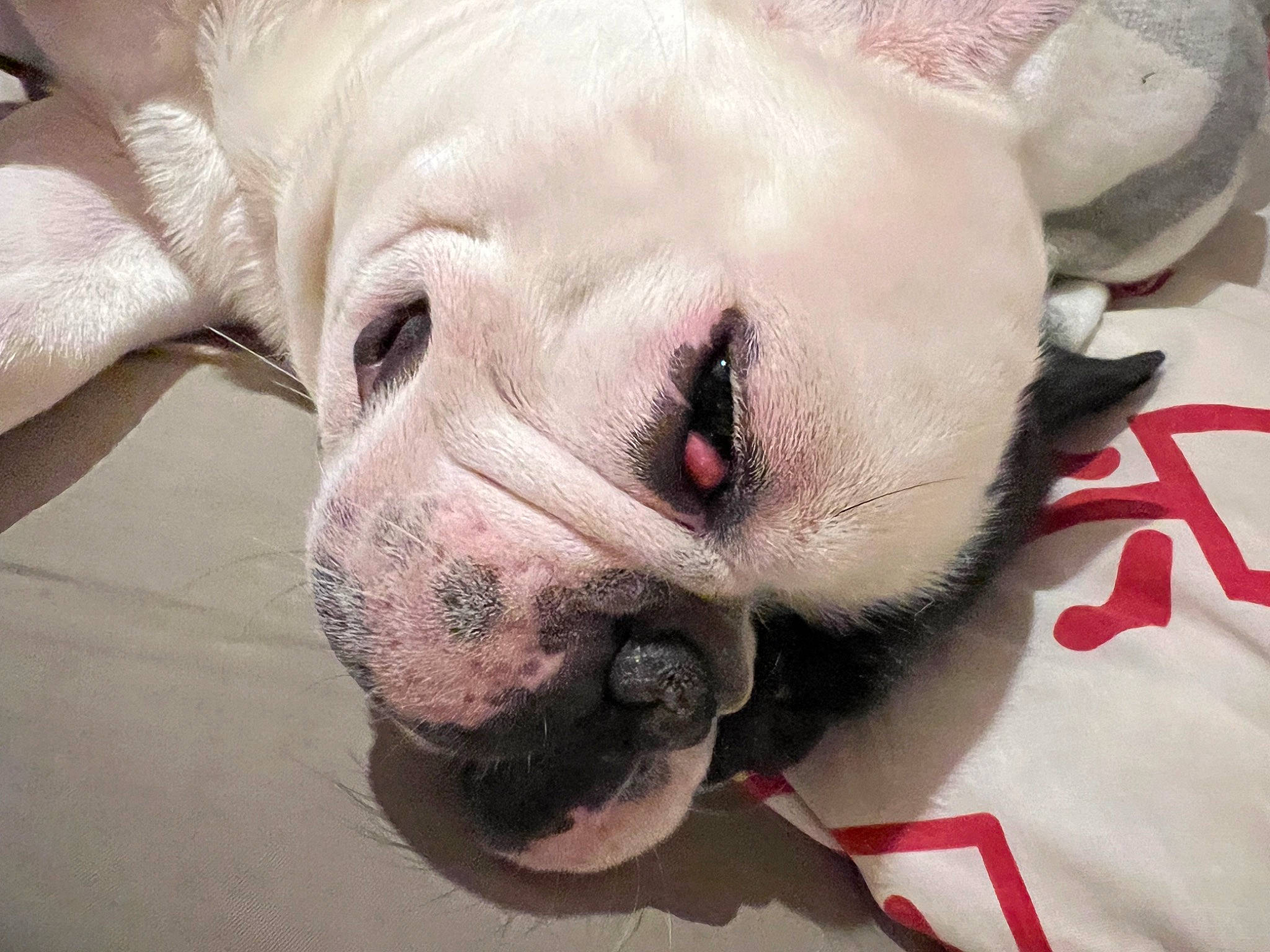 Pooky participe au concours pour gagner de l'argent avec cette photo : bulldog, canidae, carnivore, close_up, comfort, companion_dog, dog, dog_breed, ear, fawn, head, molosser, nose, paw, snout, sporting_group, terrestrial_animal, whiskers, working_animal, wrinkle