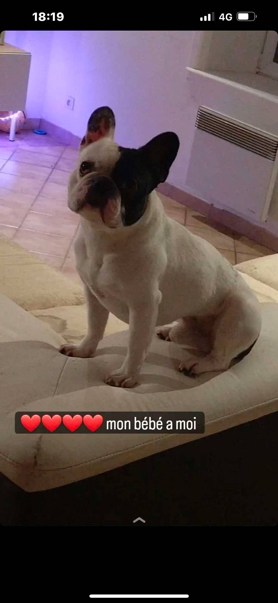 Pooky a rejoint le concours — aidez-le/la à gagner de superbes lots ! bulldog, canidae, carmine, carnivore, companion_dog, dog, dog_breed, ear, fawn, flooring, french_bulldog, musical_keyboard, paw, snout, sporting_group, tail, terrestrial_animal, toy_dog, whiskers, working_animal