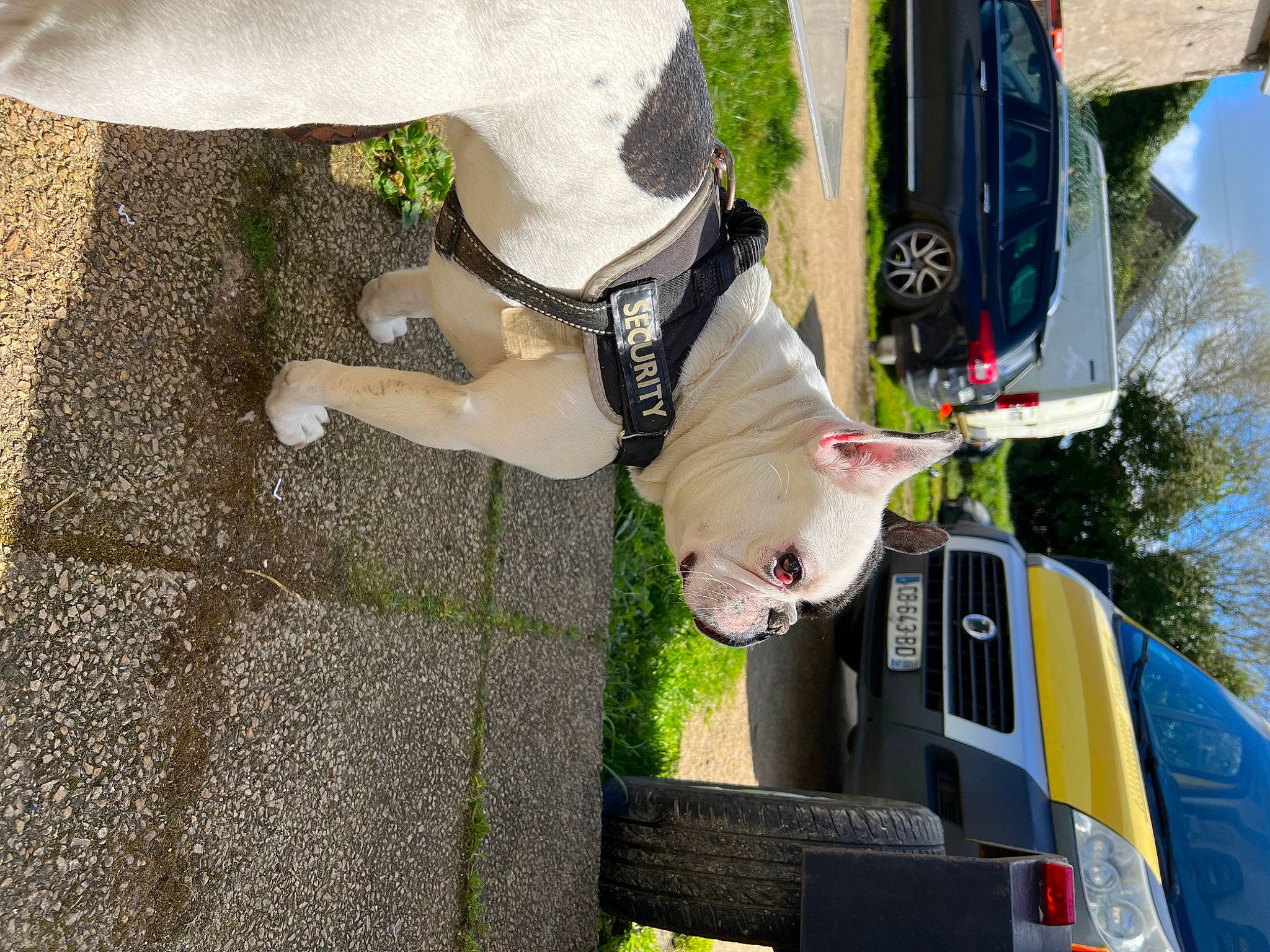Pooky participe au concours pour gagner de l'argent avec cette photo : automotive_exterior, automotive_lighting, bumper, car, dog, family_car, grass, green, human_leg, knee, motor_vehicle, plant, sky, thigh, tire, tree, trunk, vehicle, vehicle_door, wheel