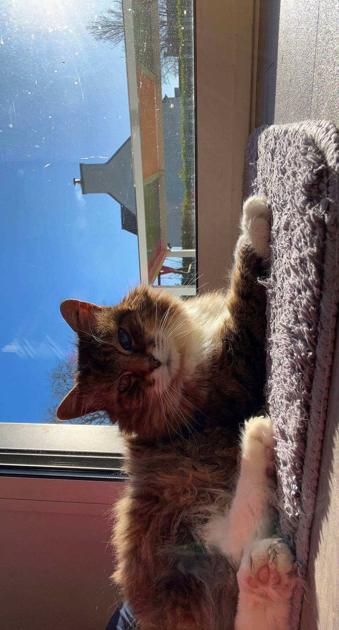 Némo participe au concours pour gagner de l'argent avec cette photo : canidae, carnivore, cat, chair, claw, domestic_short_haired_cat, fawn, felidae, fur, glass, light, paw, sky, small_to_medium_sized_cats, snout, tail, vertebrate, whiskers, window, wood