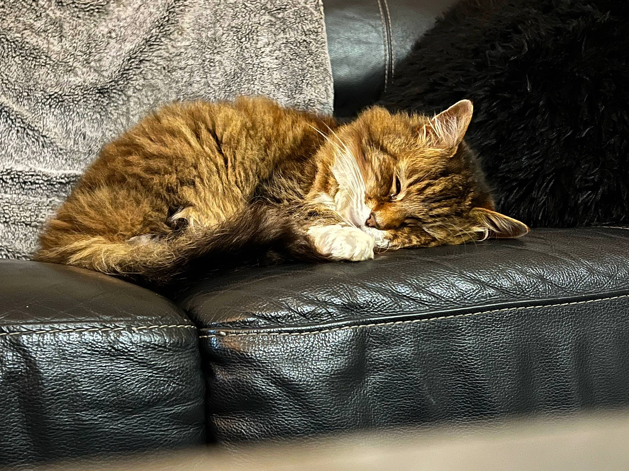 Némo participe au concours pour gagner de l'argent avec cette photo : carnivore, cat, cat_supply, claw, comfort, domestic_short_haired_cat, fawn, felidae, fur, nap, paw, pet_supply, rectangle, sitting, sleep, small_to_medium_sized_cats, snout, tail, terrestrial_animal, whiskers