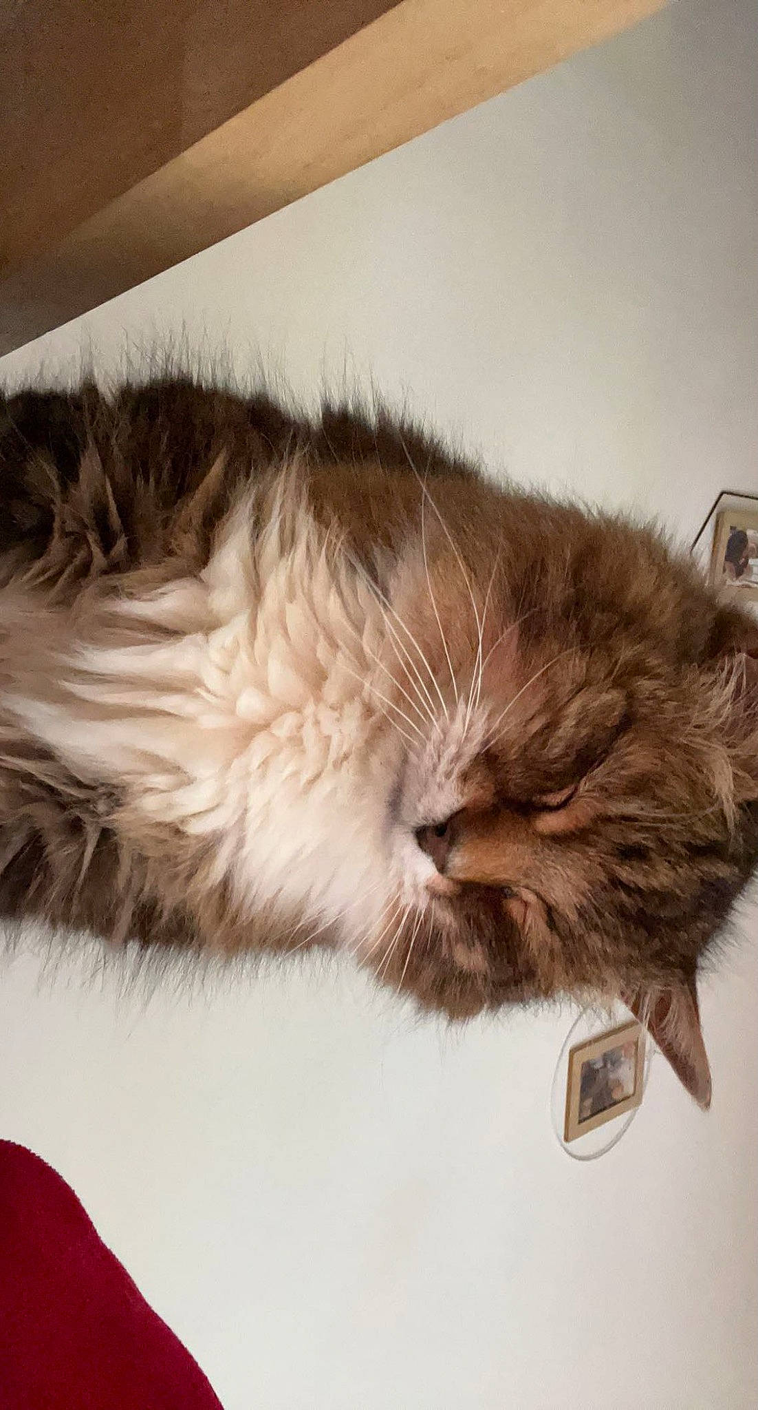 Némo participe au concours pour gagner de l'argent avec cette photo : box, british_longhair, carnivore, cat, claw, comfort, fawn, felidae, fur, liver, maine_coon, nap, paw, sleep, small_to_medium_sized_cats, snout, tail, whiskers