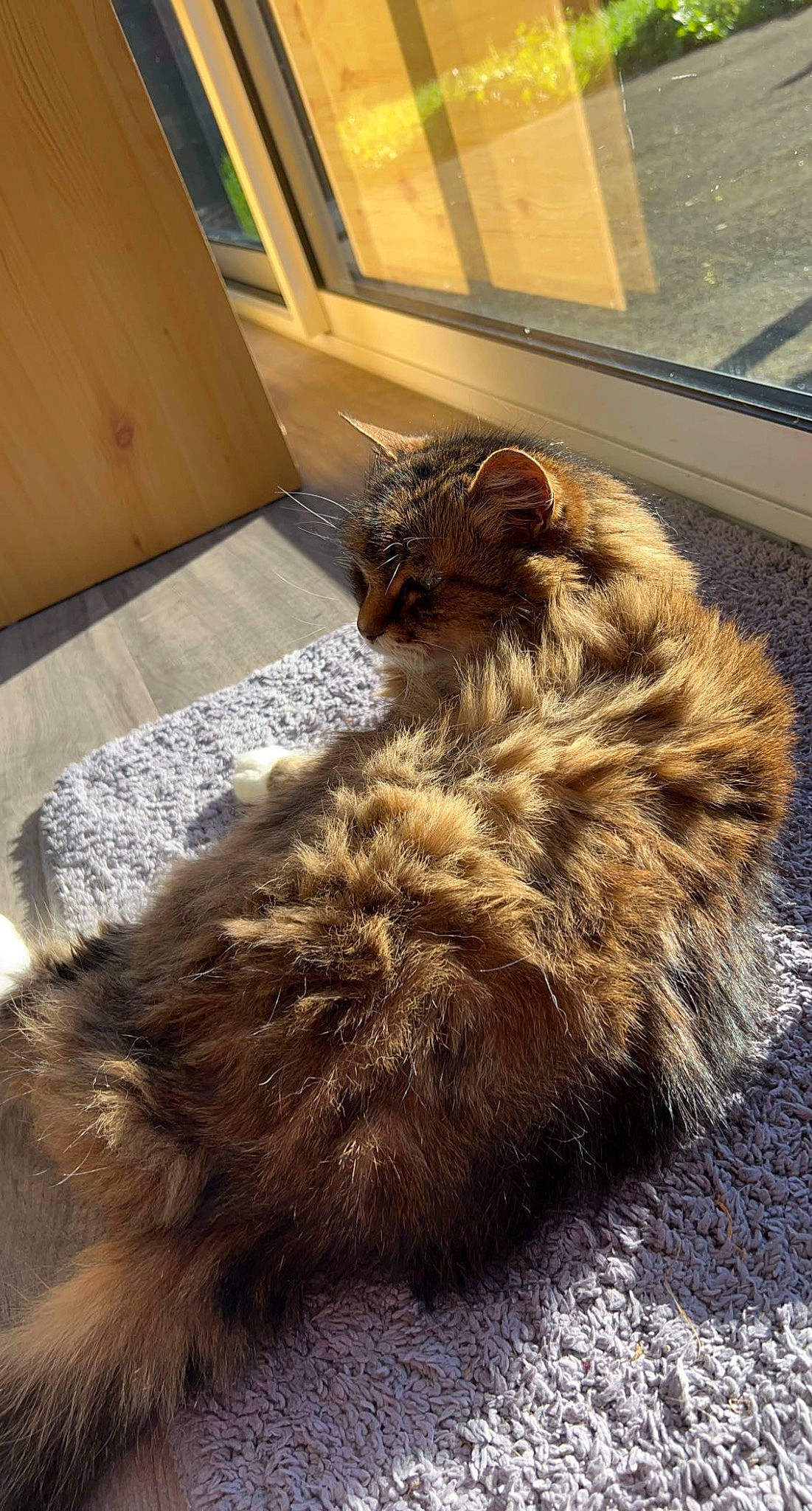 Némo participe au concours pour gagner de l'argent avec cette photo : canidae, carnivore, cat, claw, domestic_short_haired_cat, fawn, felidae, flooring, fur, paw, road_surface, shadow, small_to_medium_sized_cats, soil, sporting_group, tail, terrestrial_animal, whiskers, window, wood