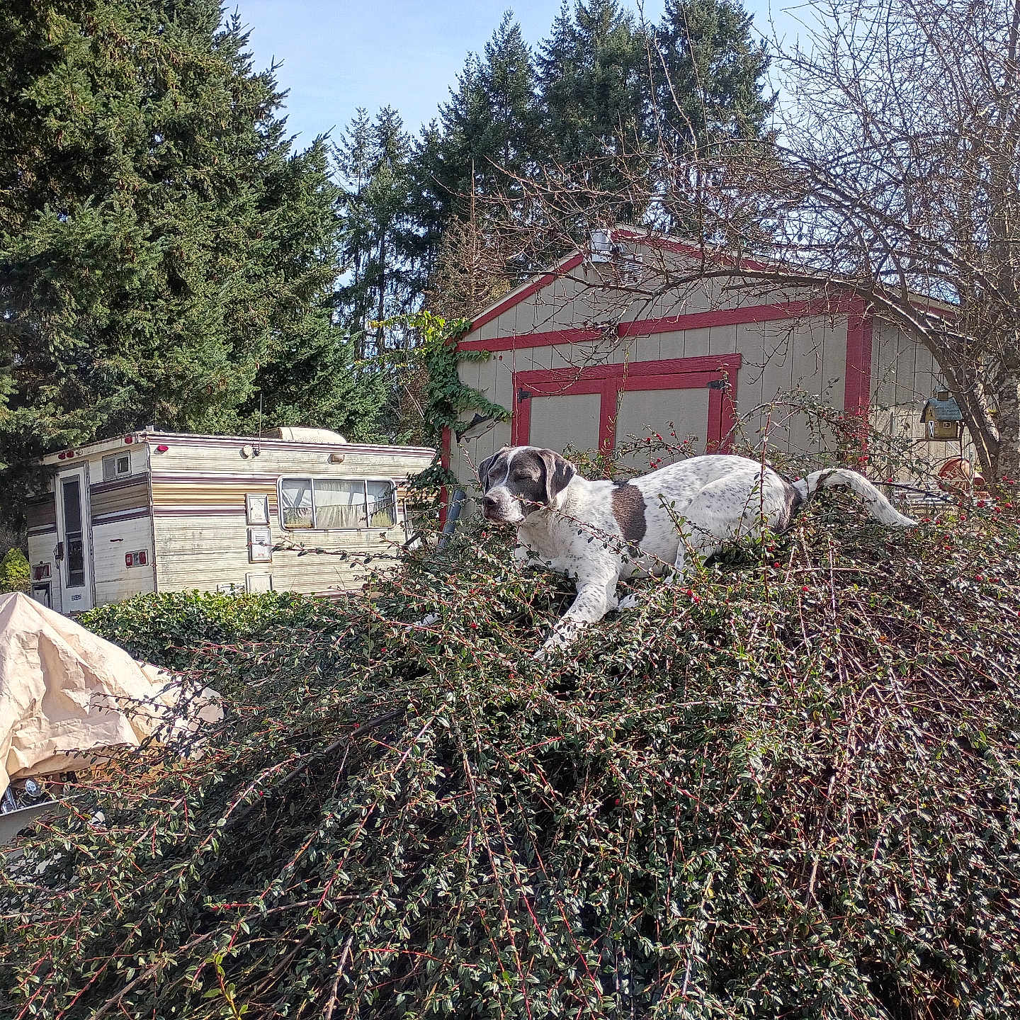 Sadie joined the competition — help win amazing prizes! dog, outdoor, bush, tree, camper, shed, sky, nature, animal, pet, leaf, branch, daylight, fur, canine, garden, yard, playful, rural, sunlight