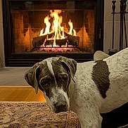 Sadie is registered to the contest to win money with this photo: dog, fireplace, fire, wood, rug, indoor, cozy, brown, white, pattern, pet, animal, floor, home, warm, hearth, woodpile, toolset, curious, spot