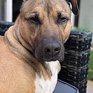 Oakley is registered to the contest to win money with this photo: dog, canine, pet, close_up, portrait, outdoor, chair, woven_chair, brown_fur, white_chest, relaxed, calm, animal, snout, ears, paw, furniture, daylight, background_blur, domestic