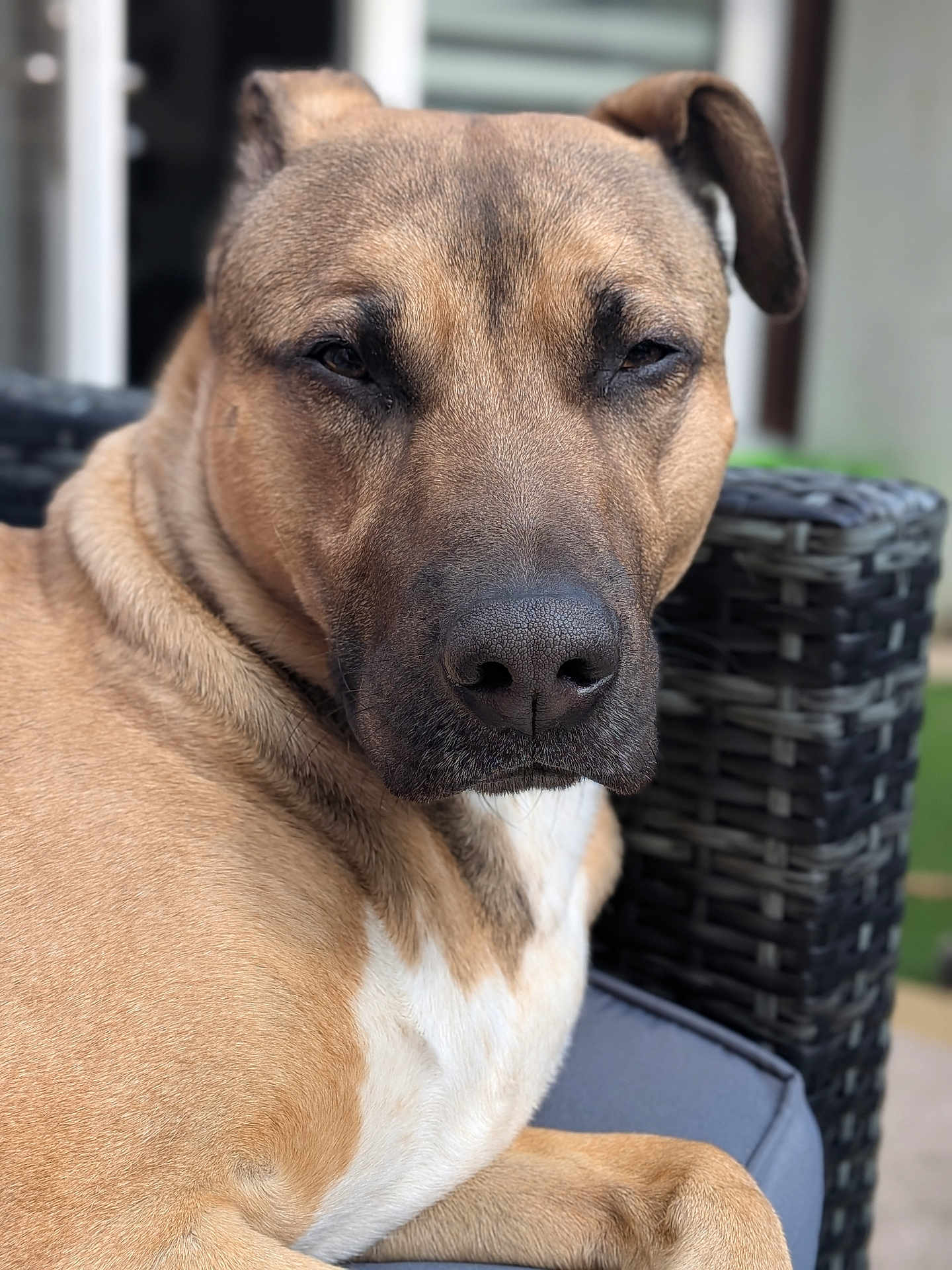 Oakley is registered to the contest to win money with this photo: dog, canine, pet, close_up, portrait, outdoor, chair, woven_chair, brown_fur, white_chest, relaxed, calm, animal, snout, ears, paw, furniture, daylight, background_blur, domestic
