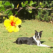 Cooper is registered to the contest to win money with this photo: dog, grass, flower, yellow_flower, hibiscus, outdoor, sunlight, greenery, nature, pet, canine, black_and_white, relaxed, animal, garden, leaf, branch, summer, daytime, flora