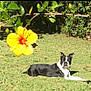 dog, grass, flower, yellow_flower, hibiscus, outdoor, sunlight, greenery, nature, pet, canine, black_and_white, relaxed, animal, garden, leaf, branch, summer, daytime, flora