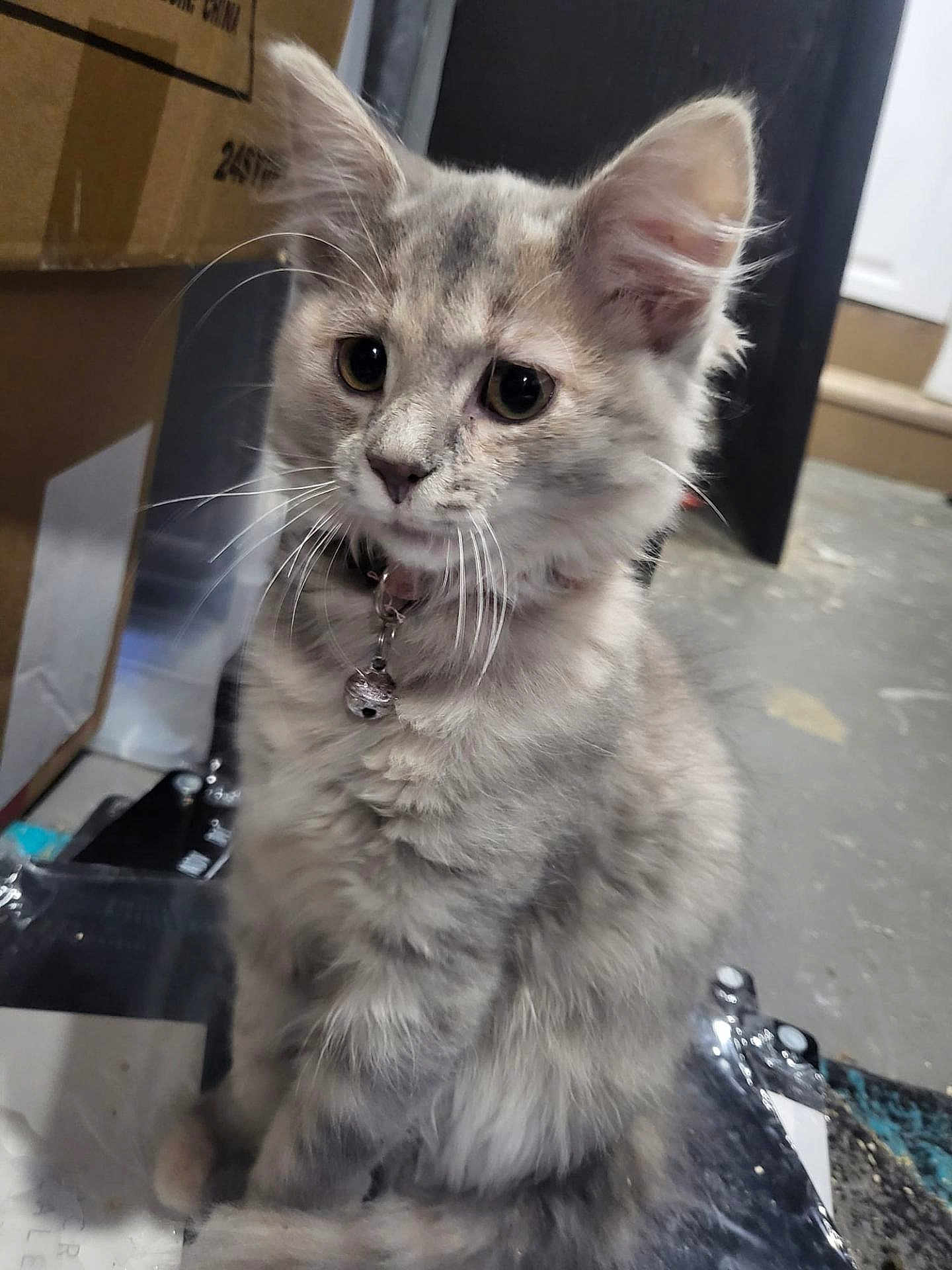 Marie is registered to the contest to win money with this photo: kitten, cat, gray_fur, fluffy, pet, indoor, collar, bell, curious, young, animal, whiskers, ears, floor, box, clutter, sitting, cute, portrait, feline