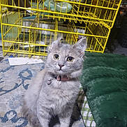 Marie is registered to the contest to win money with this photo: cat, gray_cat, pet, indoor, collar, bell, yellow_eyes, fur, cage, yellow_cage, carpet, patterned_rug, blanket, green_blanket, mattress, floor, animal, whiskers, ears, sitting