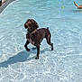 Gunner is registered to the contest to win money with this photo: animal, brown_dog, canine, collar, dog, leisure, outdoor, paw, pet, playful, pool, recreation, shallow_water, standing, summer, sunlight, swimming_pool, water, wet, yellow_balls