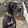 Gunner joined the competition — help win amazing prizes! alert, animal, background_blur, brown_dog, canine, close_up, collar, dog, ears, fur, harness, leash, looking_away, nature, outdoor, pet, portrait, river, side_view, water