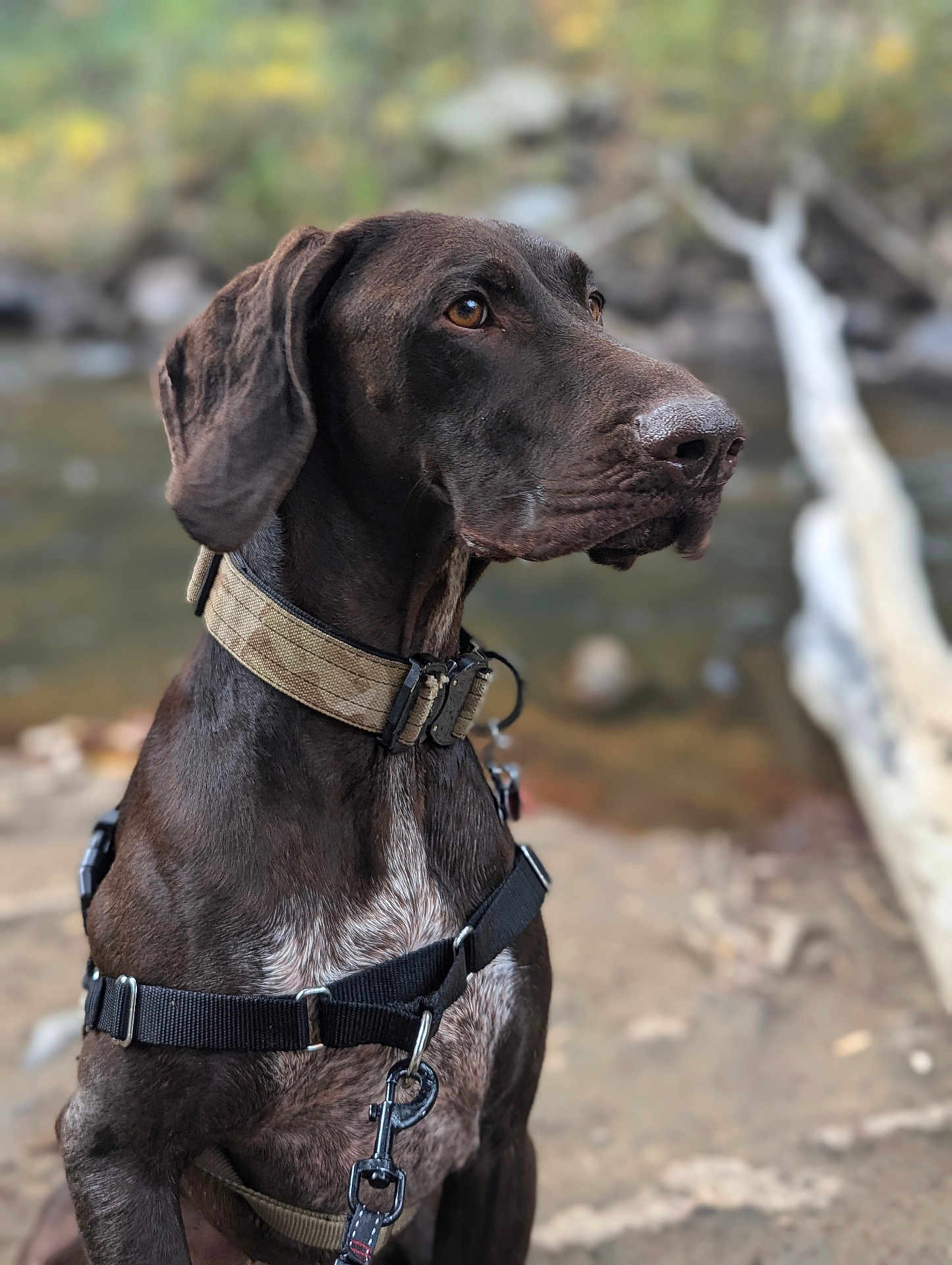 Gunner