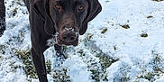 Gunner joined the competition — help win amazing prizes! animal, brown_dog, canine, cold, curious, daylight, dog, ears, field, fur, grass, looking, nature, outdoor, paw_prints, pet, playful, snout, snow, winter