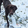 animal, brown_dog, canine, cold, curious, daylight, dog, ears, field, fur, grass, looking, nature, outdoor, paw_prints, pet, playful, snout, snow, winter