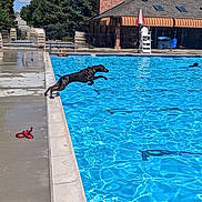 Gunner joined the competition — help win amazing prizes! animal, backyard, building, chair, concrete, daytime, dog, fence, jumping, leash, outdoor, pets, playful, pool, recreation, summer, sunny, swimming, umbrella, water