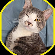 Pie joined the competition — help win amazing prizes! animal, background, cat, close_up, cute, ears, face, feline, fur, gray_cat, indoor, one_eye_closed, pet, playful, portrait, sitting, whiskers, white_cat, winking, yellow_border